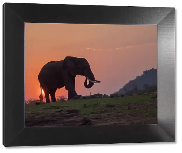 An adult African bush elephant (Loxodonta africana) at sunset on the shore of Lake Kariba