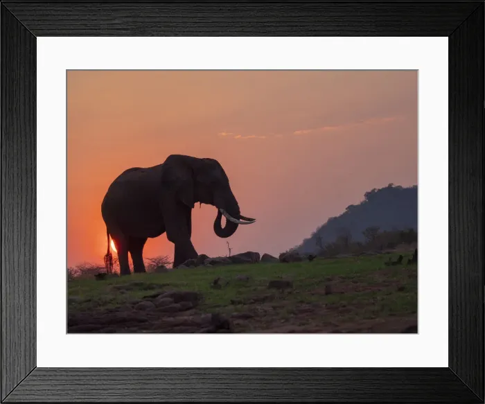 Framed Print : An adult African bush elephant (Loxodonta africana) at sunset on the shore of Lake Kariba Framed Print : An adult African bush elephant (Loxodonta africana) at sunset on the shore of Lake Kariba