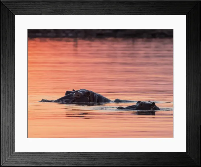 Framed Print : Adult hippopotamusus (Hippopotamus amphibius), bathing at sunset in Lake Kariba, Zimbabwe Framed Print : Adult hippopotamusus (Hippopotamus amphibius), bathing at sunset in Lake Kariba, Zimbabwe