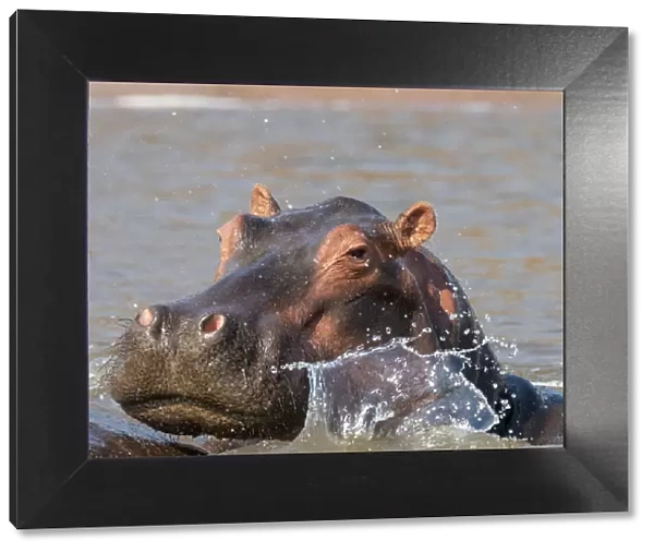 Adult hippopotamus (Hippopotamus amphibius), bathing in Lake Kariba, Zimbabwe, Africa