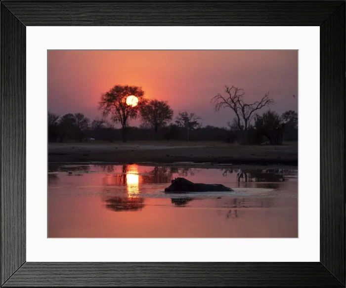 Framed Print : Adult hippopotamus (Hippopotamus amphibius) bathing at sunset in Hwange National Park Framed Print : Adult hippopotamus (Hippopotamus amphibius) bathing at sunset in Hwange National Park