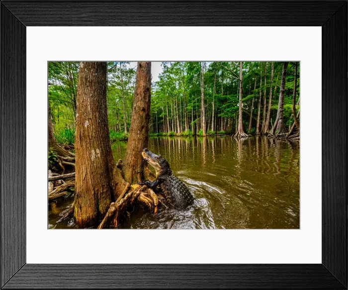 Framed Print : Alligators, swamp near New Orleans, Louisiana, United States of America, North America Framed Print : Alligators, swamp near New Orleans, Louisiana, United States of America, North America