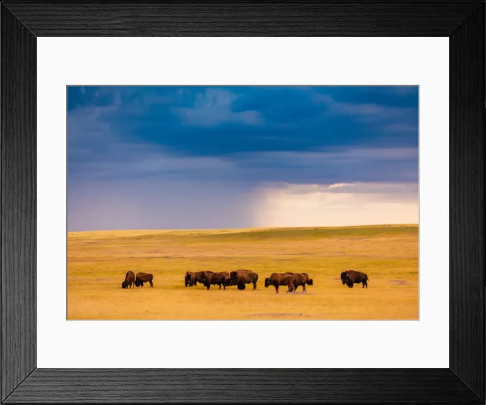 Framed Print : American Bison in their natural habitat of the Badlands, South Dakota Framed Print : American Bison in their natural habitat of the Badlands, South Dakota