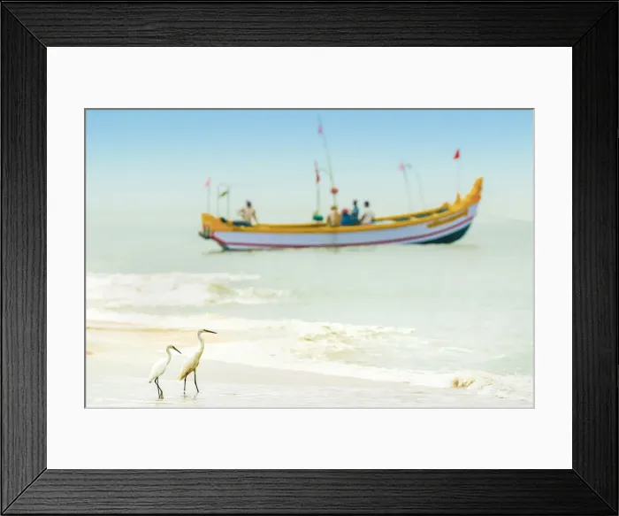 Framed Print : Snowy egrets, a common white heron, with fishing boat at Marari Beach, Mararikulam Framed Print : Snowy egrets, a common white heron, with fishing boat at Marari Beach, Mararikulam