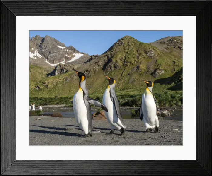 Framed Print : King penguin (Aptenodytes patagonicus) adults establishing partners at breeding colony in Framed Print : King penguin (Aptenodytes patagonicus) adults establishing partners at breeding colony in