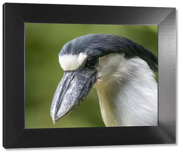Captive adult boat-billed heron (Cochlearius cochlearius), Parque das Aves, Foz do Iguacu