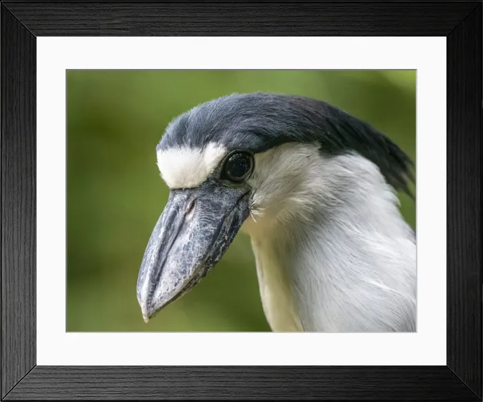 Framed Print : Captive adult boat-billed heron (Cochlearius cochlearius), Parque das Aves, Foz do Iguacu Framed Print : Captive adult boat-billed heron (Cochlearius cochlearius), Parque das Aves, Foz do Iguacu