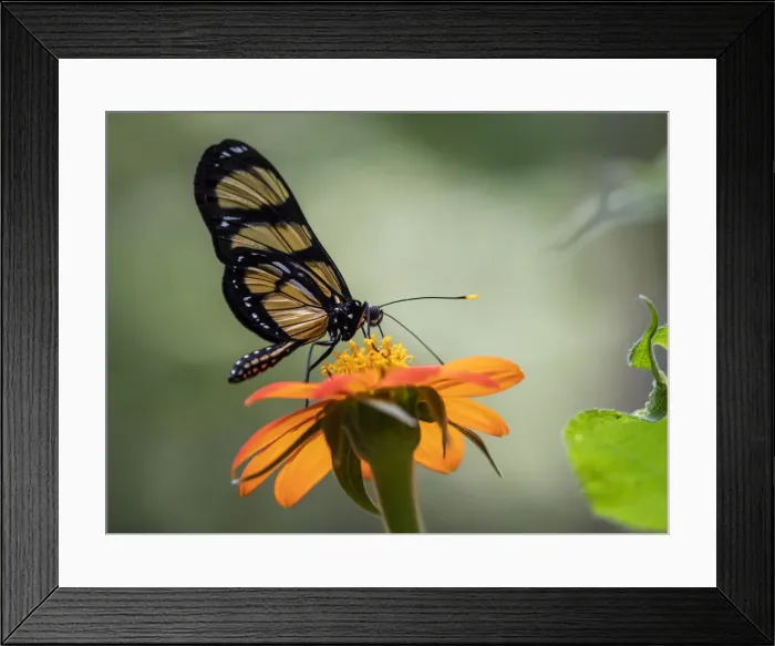Framed Print : Captive Themisto amberwing (Methona themisto), Parque das Aves, Foz do Iguacu Framed Print : Captive Themisto amberwing (Methona themisto), Parque das Aves, Foz do Iguacu