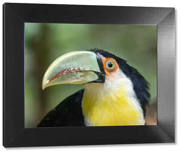 Captive red-breasted toucan (Ramphastos dicolorus), Parque das Aves, Foz do Iguacu