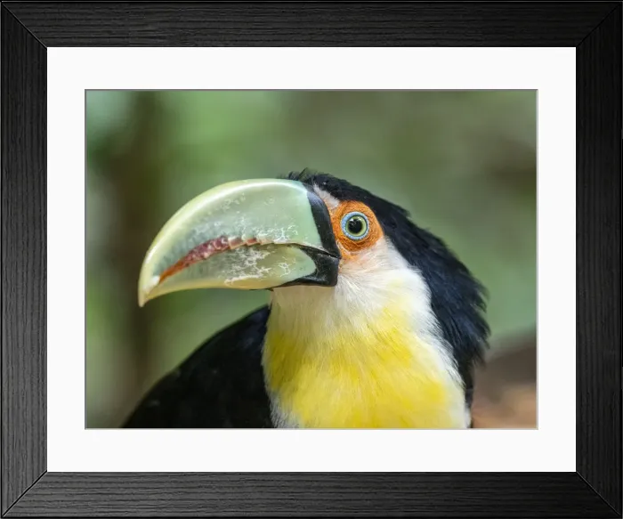 Framed Print : Captive red-breasted toucan (Ramphastos dicolorus), Parque das Aves, Foz do Iguacu Framed Print : Captive red-breasted toucan (Ramphastos dicolorus), Parque das Aves, Foz do Iguacu