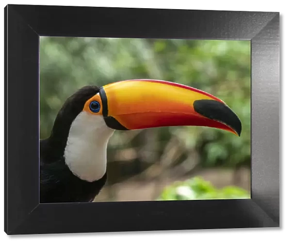 Captive toco toucan (Ramphastos toco), Parque das Aves, Foz do Iguacu, Parana State