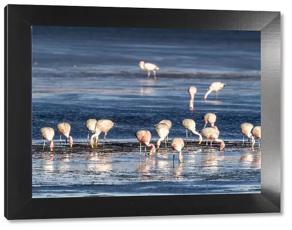 Jamess flamingos (Phoenicoparrus jamesi), Salar de Tara y Aguas Calientes I