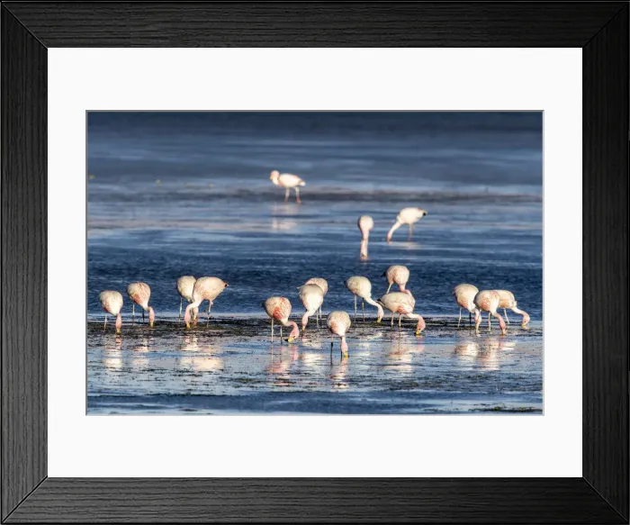 Framed Print : Jamess flamingos (Phoenicoparrus jamesi), Salar de Tara y Aguas Calientes I Framed Print : Jamess flamingos (Phoenicoparrus jamesi), Salar de Tara y Aguas Calientes I