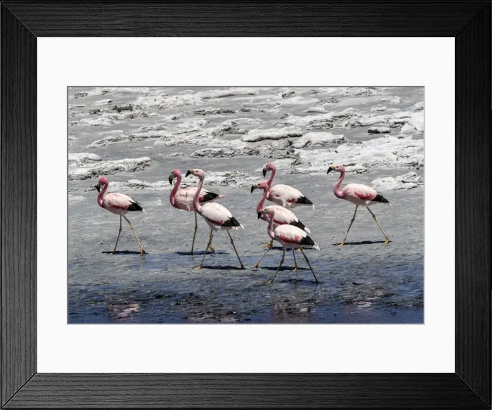 Framed Print : Andean flamingos (Phoenicoparrus andinus), Laguna Tara, Los Flamencos National Reserve Framed Print : Andean flamingos (Phoenicoparrus andinus), Laguna Tara, Los Flamencos National Reserve