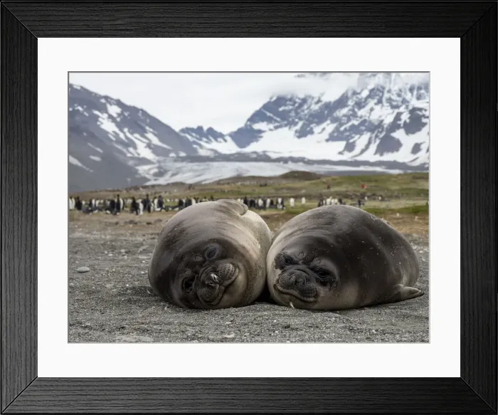 Framed Print : Young southern elephant seals (Mirounga leoninar), on the beach in St Framed Print : Young southern elephant seals (Mirounga leoninar), on the beach in St