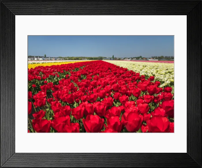 Framed Print : Field of tulips in spring, South Holland, Netherlands, Europe