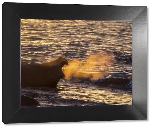 Southern elephant seal bull (Mirounga leoninar), on the beach at sunrise in Gold Harbor