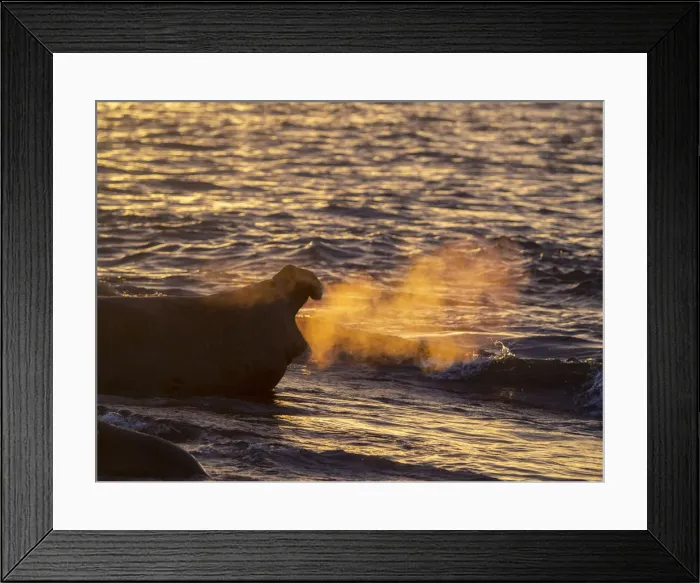 Framed Print : Southern elephant seal bull (Mirounga leoninar), on the beach at sunrise in Gold Harbor Framed Print : Southern elephant seal bull (Mirounga leoninar), on the beach at sunrise in Gold Harbor