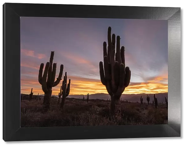 Sunset on Argentine saguaro cactus (Echinopsis terscheckii), Los Cardones National Park
