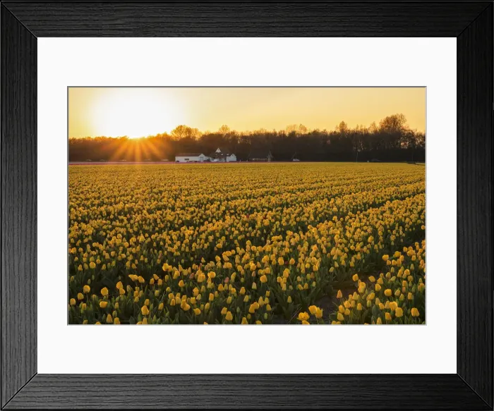 Framed Print : Field of tulips at sunset, South Holland, Netherlands, Europe