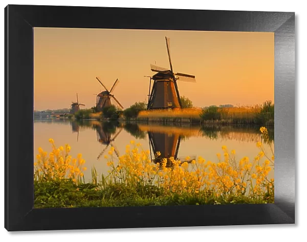 Windmills at sunrise, Kinderdijk, UNESCO World Heritage Site, South Holland, Netherlands