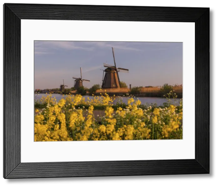 Framed Print : Windmills at sunrise, Kinderdijk, UNESCO World Heritage Site, South Holland, Netherlands Framed Print : Windmills at sunrise, Kinderdijk, UNESCO World Heritage Site, South Holland, Netherlands