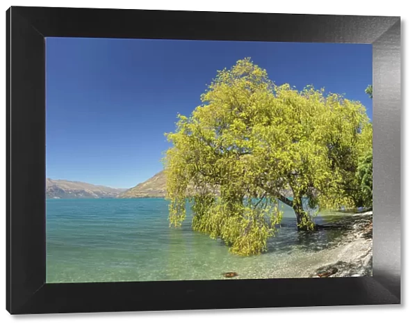 At the shore of Lake Wakatipu, Queenstown, Otago, South Island, New Zealand, Pacific