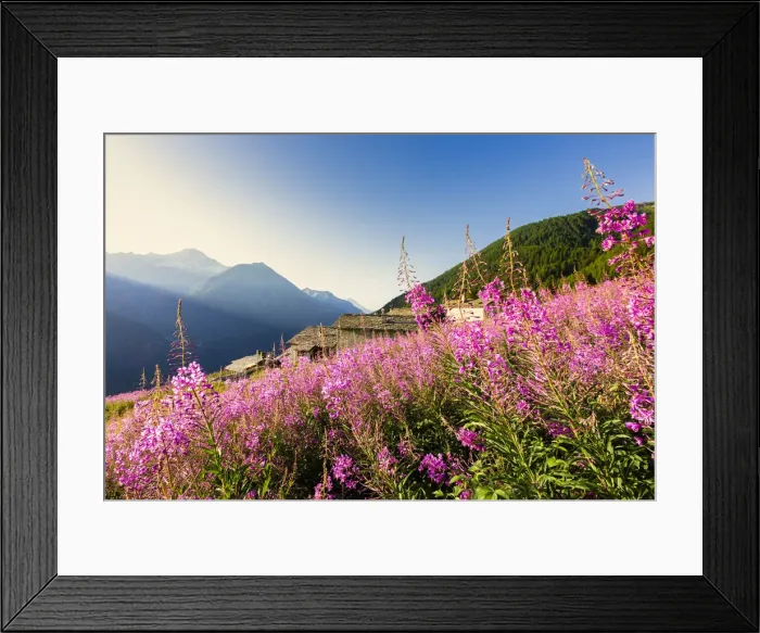 Framed Print : Colorful Willowherb (epilobium) in bloom, Starleggia, Campodolcino, Valchiavenna Framed Print : Colorful Willowherb (epilobium) in bloom, Starleggia, Campodolcino, Valchiavenna