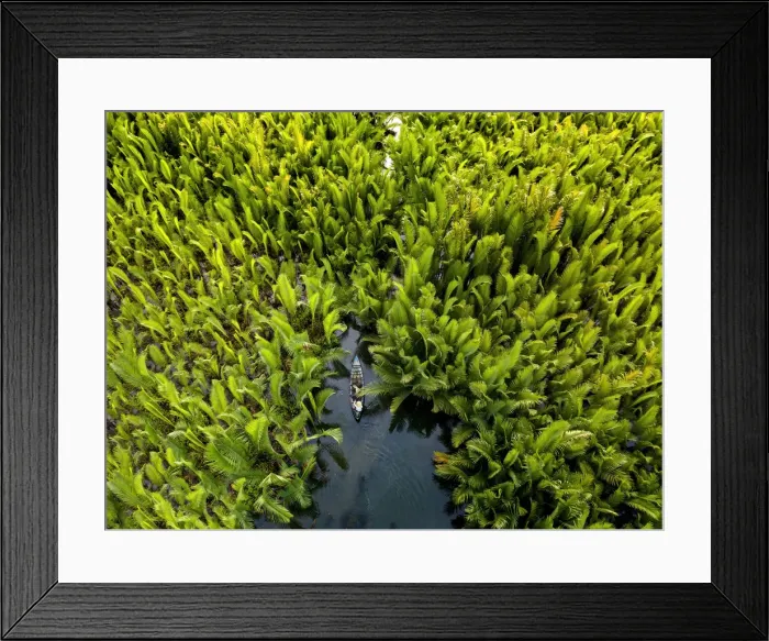Framed Print : Fisherman fishing in the middle of nipa palm forest, Quang Ngai, Vietnam, Indochina Framed Print : Fisherman fishing in the middle of nipa palm forest, Quang Ngai, Vietnam, Indochina
