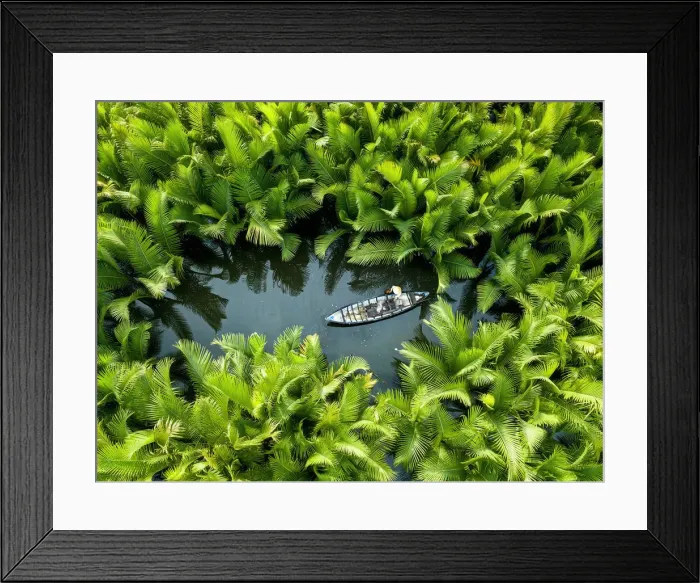 Framed Print : Fisherman fishing in the middle of nipa palm forest, Quang Ngai, Vietnam, Indochina Framed Print : Fisherman fishing in the middle of nipa palm forest, Quang Ngai, Vietnam, Indochina