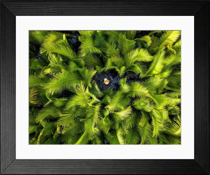 Framed Print : Fisherman fishing in the middle of nipa palm forest, Quang Ngai, Vietnam, Indochina Framed Print : Fisherman fishing in the middle of nipa palm forest, Quang Ngai, Vietnam, Indochina
