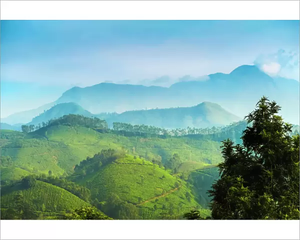 View north across Munnar tea estates to the Western Ghats and 2695m Anamudi