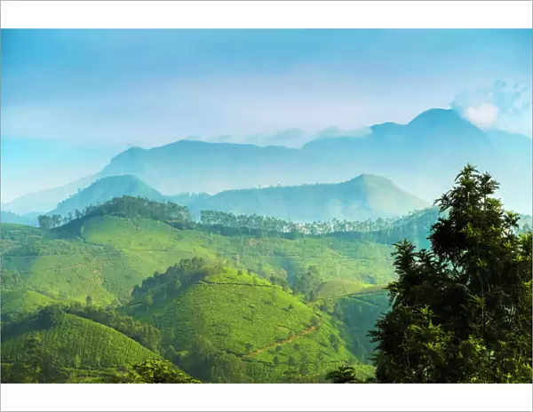 View north across Munnar tea estates to the Western Ghats and 2695m Anamudi