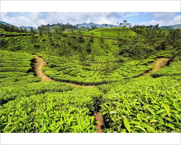 Tea bush covered slopes at beautiful Lakshmi tea estate in the Kannan Devan Hills west of