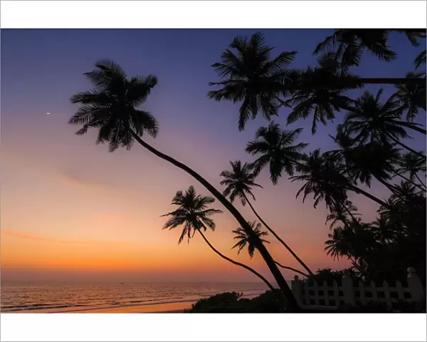 Leaning palm trees at sunset on lovely unspoilt Kizhunna Beach