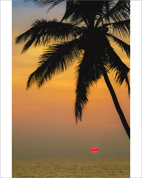 Leaning palm tree at sunset on lovely unspoilt Kizhunna Beach