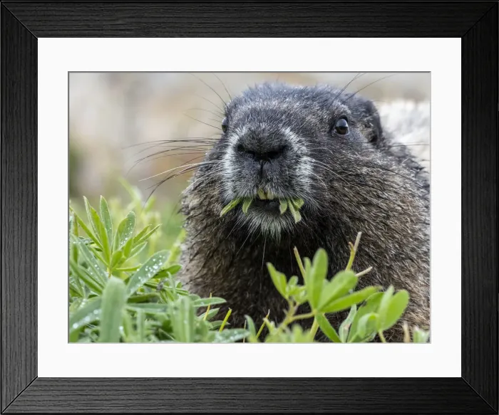 Framed Print : Adult hoary marmot (Marmota caligata), on the Skyline Trail, Mount Rainier National Park Framed Print : Adult hoary marmot (Marmota caligata), on the Skyline Trail, Mount Rainier National Park