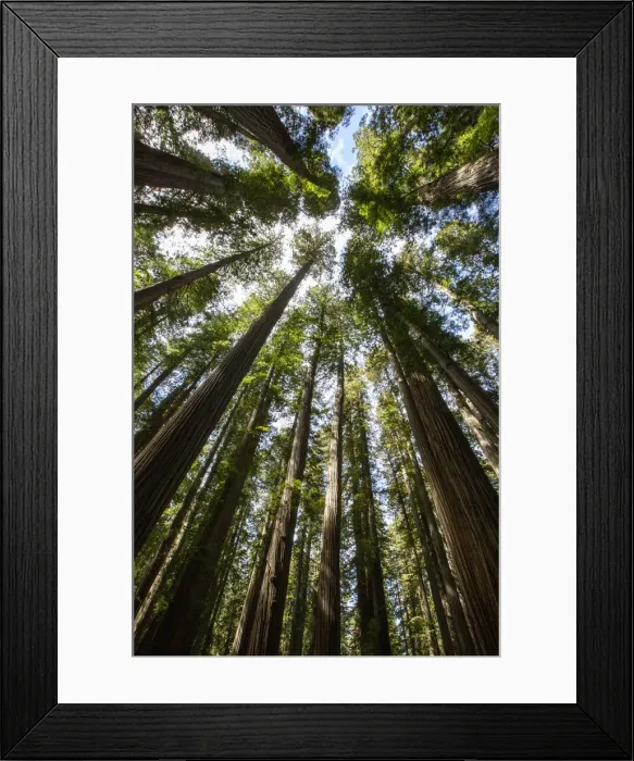 Framed Print : Among giant redwoods on the Boy Scout Tree Trail in Jedediah Smith Redwoods State Park Framed Print : Among giant redwoods on the Boy Scout Tree Trail in Jedediah Smith Redwoods State Park
