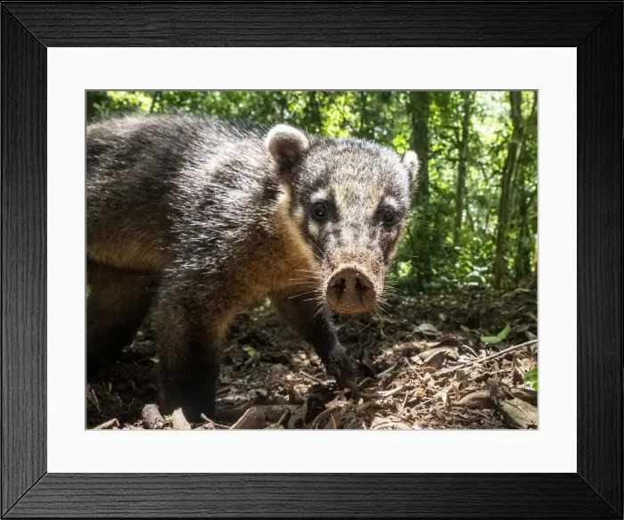Framed Print : Curious adult South American coati (Nasua nasua), near the trail at Iguacu Falls Framed Print : Curious adult South American coati (Nasua nasua), near the trail at Iguacu Falls