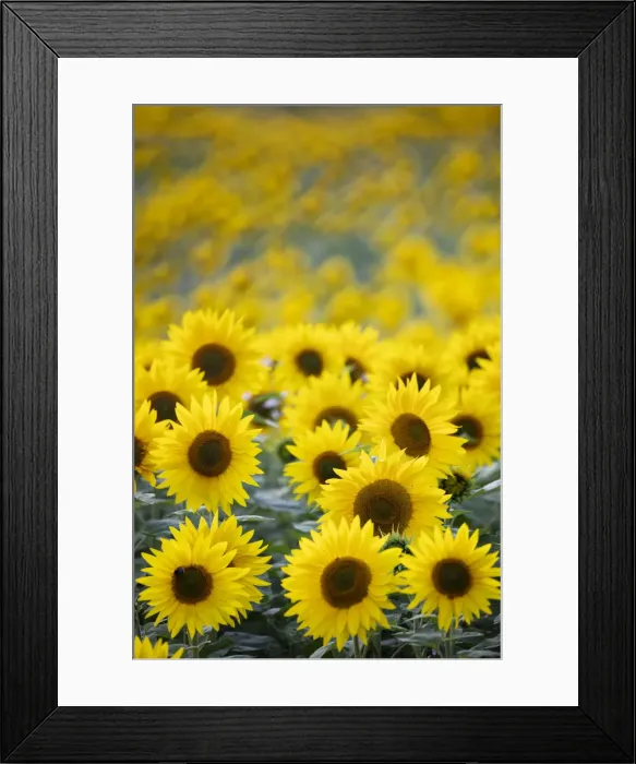 Framed Print : Field full of yellow sunflowers, Newbury, West Berkshire, England, United Kingdom, Europe Framed Print : Field full of yellow sunflowers, Newbury, West Berkshire, England, United Kingdom, Europe