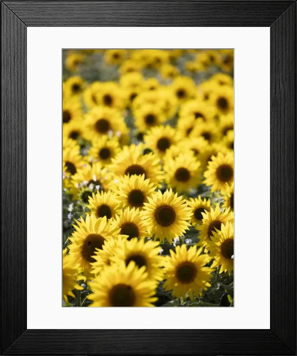 Framed Print : Field full of yellow sunflowers, Newbury, West Berkshire, England, United Kingdom, Europe Framed Print : Field full of yellow sunflowers, Newbury, West Berkshire, England, United Kingdom, Europe