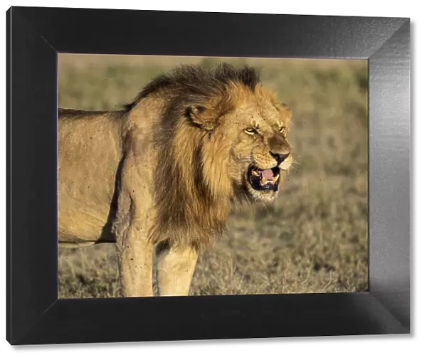 A male lion (Panthera leo), Serengeti National Park, Tanzania, East Africa, Africa
