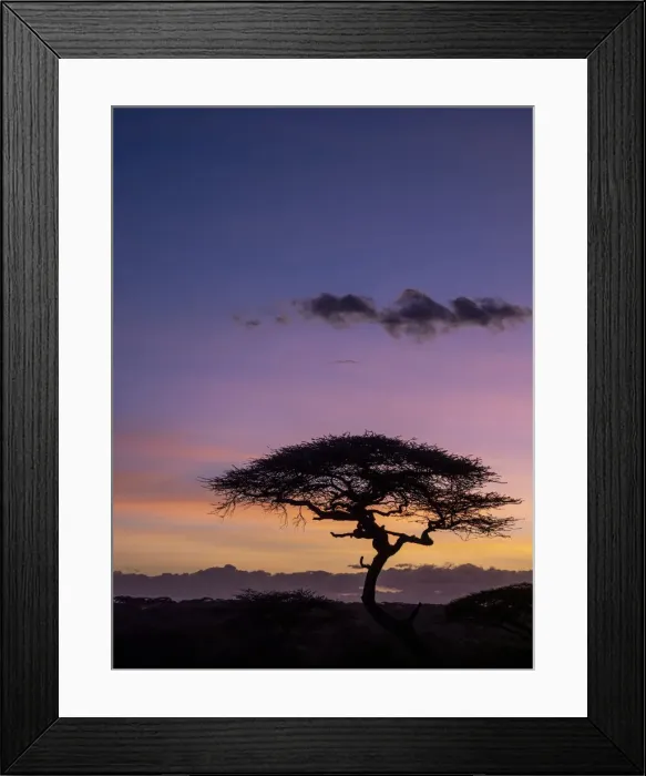 Framed Print : Sunrise over acacia trees in Serengeti National Park, UNESCO World Heritage Site
