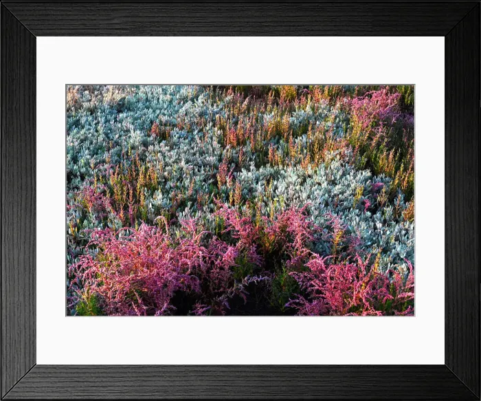 Framed Print : Sea Lavender and various beautiful coloured heathers growing wild in the sand dunes Framed Print : Sea Lavender and various beautiful coloured heathers growing wild in the sand dunes