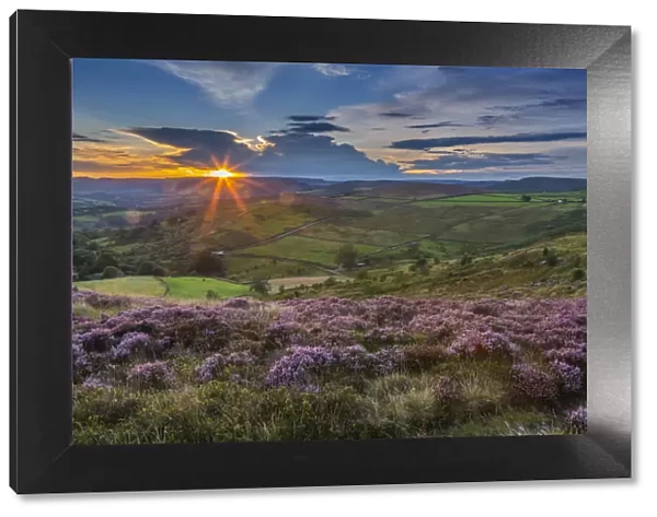 View of flowering heather on Stanage Edge and Hope Valley at sunset, Hathersage