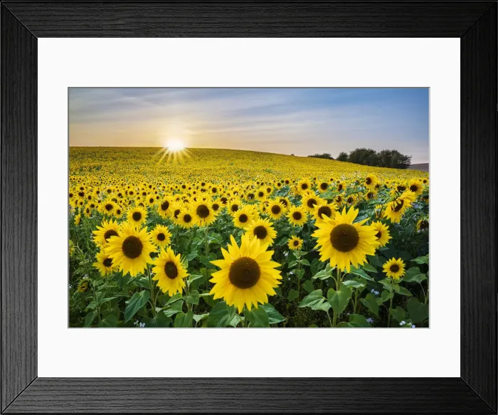 Framed Print : Field full of yellow sunflowers, Newbury, West Berkshire, England, United Kingdom, Europe Framed Print : Field full of yellow sunflowers, Newbury, West Berkshire, England, United Kingdom, Europe