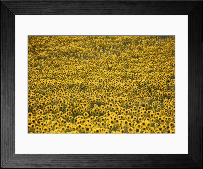 Framed Print : Field full of yellow sunflowers, Newbury, West Berkshire, England, United Kingdom, Europe Framed Print : Field full of yellow sunflowers, Newbury, West Berkshire, England, United Kingdom, Europe