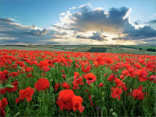 Mass of red poppies growing in field in Lambourn Valley at sunset, East Garston