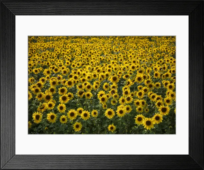 Framed Print : Field full of yellow sunflowers, Newbury, West Berkshire, England, United Kingdom, Europe Framed Print : Field full of yellow sunflowers, Newbury, West Berkshire, England, United Kingdom, Europe