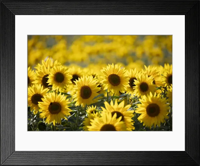 Framed Print : Field full of yellow sunflowers, Newbury, West Berkshire, England, United Kingdom, Europe Framed Print : Field full of yellow sunflowers, Newbury, West Berkshire, England, United Kingdom, Europe